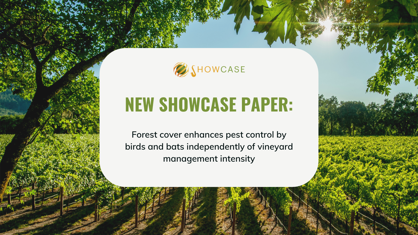Birds and bats boost pest control and vineyard health in forested landscapes: new SHOWCASE study